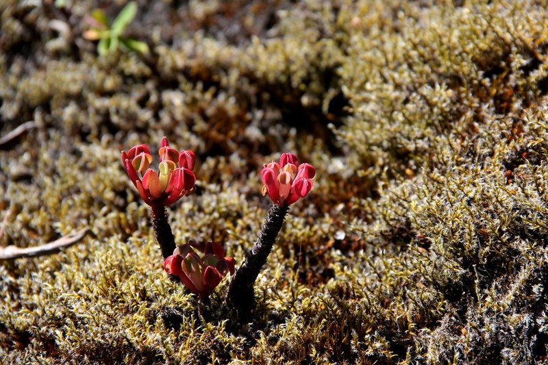 Oxalis ptychoclada