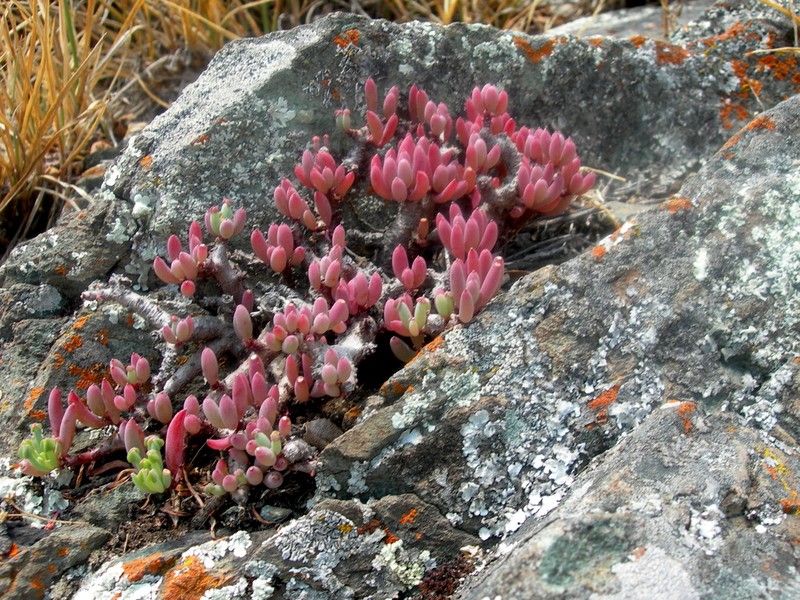 Oxalis ptychoclada photo 2
