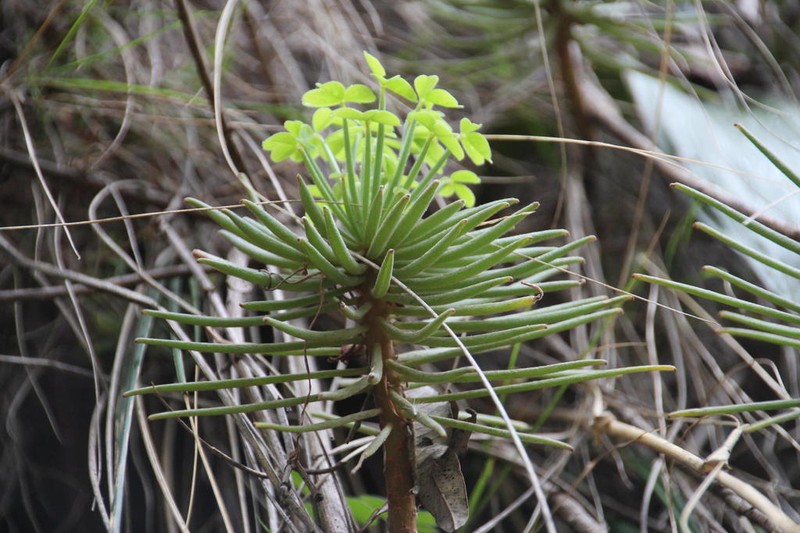 Oxalis ptychoclada photo 3