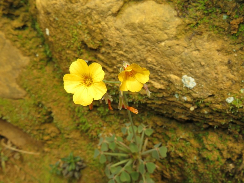 Oxalis ptychoclada photo 4