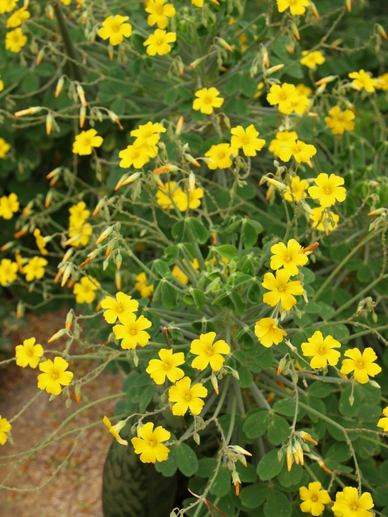 Oxalis ptychoclada photo 7