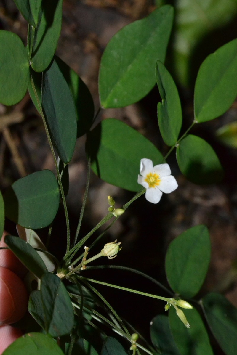 Oxalis puberula