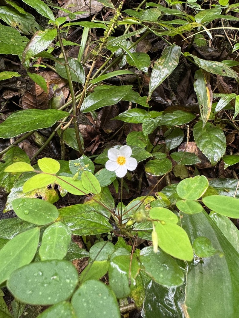 Oxalis puberula photo 2