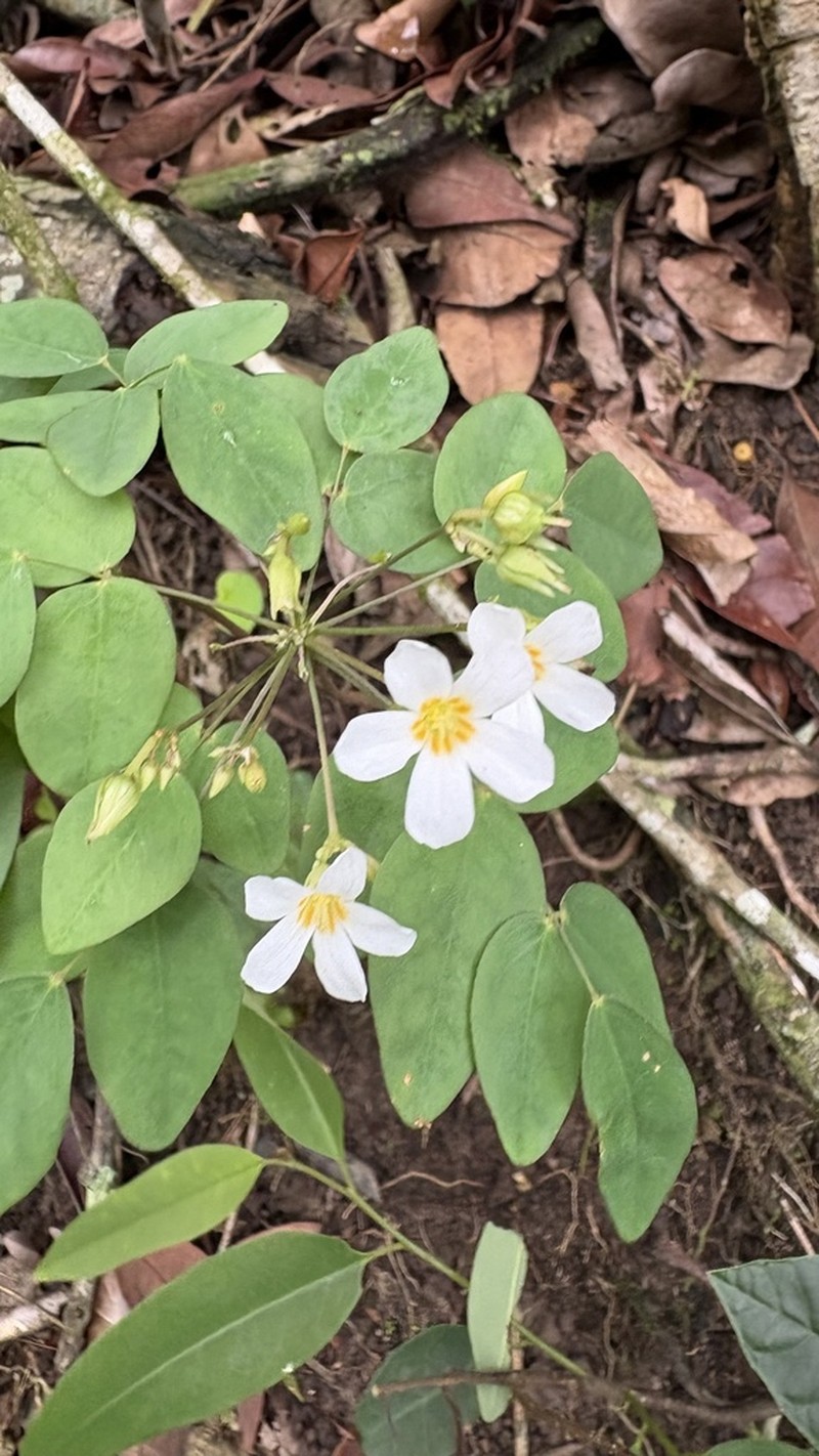 Oxalis puberula photo 3
