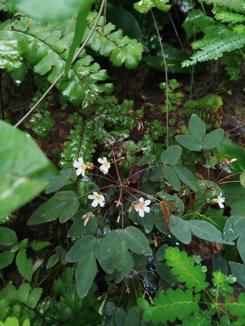 Oxalis puberula photo 5