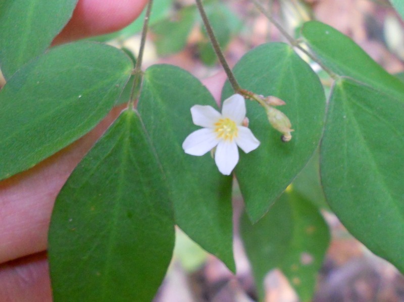 Oxalis puberula photo 6