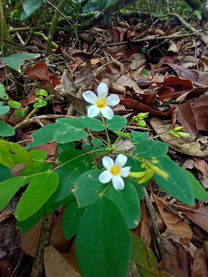 Oxalis puberula photo 7