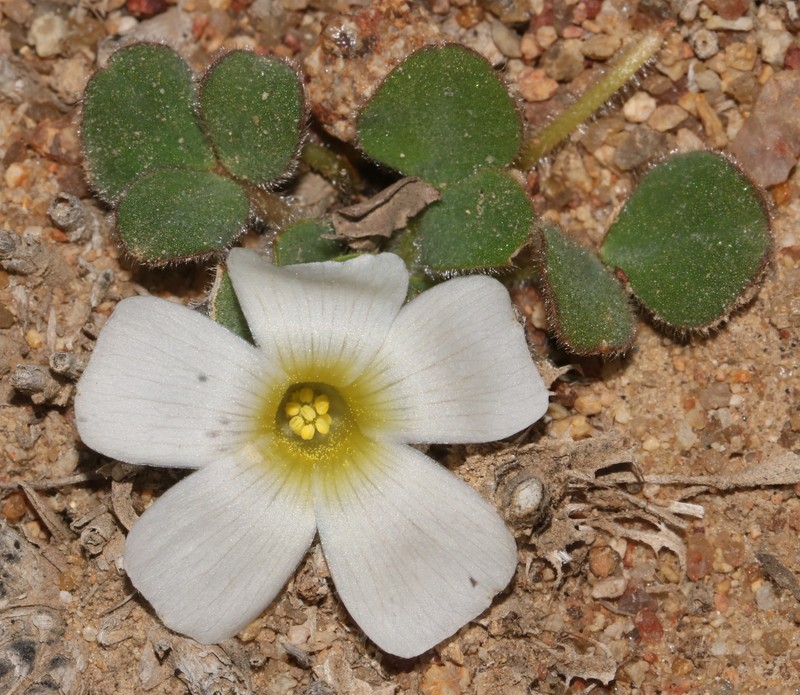 Oxalis pulchella