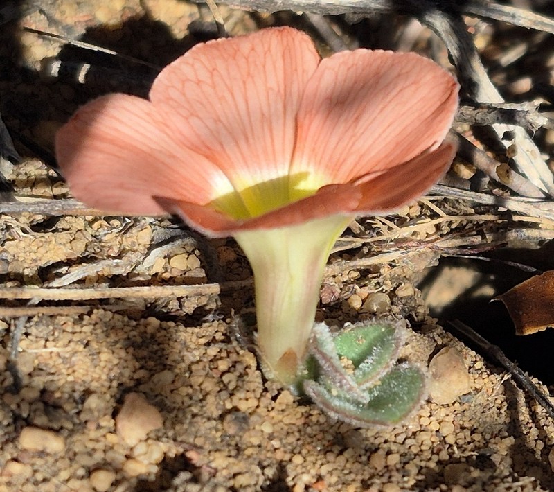 Oxalis pulchella photo 2