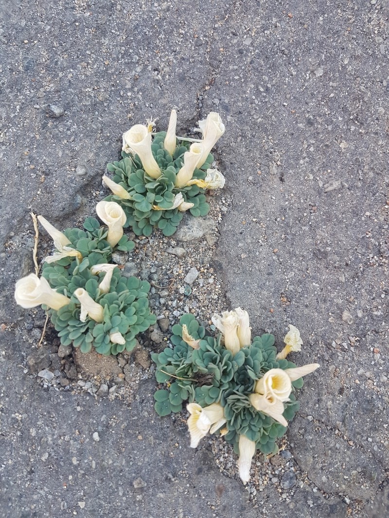 Oxalis pulchella photo 3