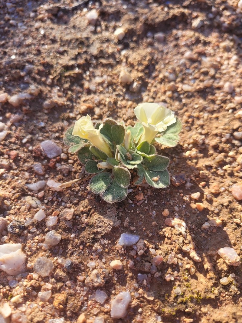 Oxalis pulchella photo 5