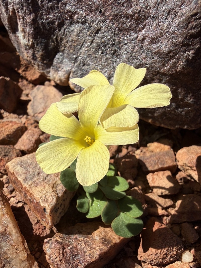 Oxalis pulchella photo 6