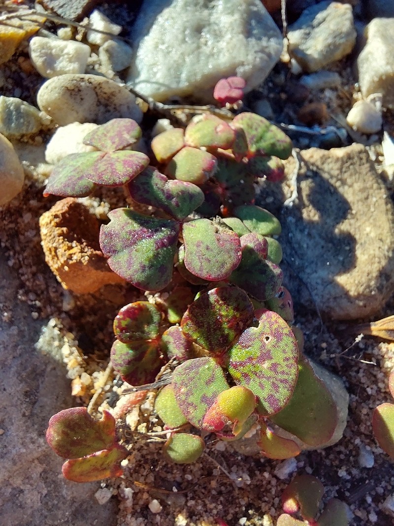 Oxalis pulchella photo 7