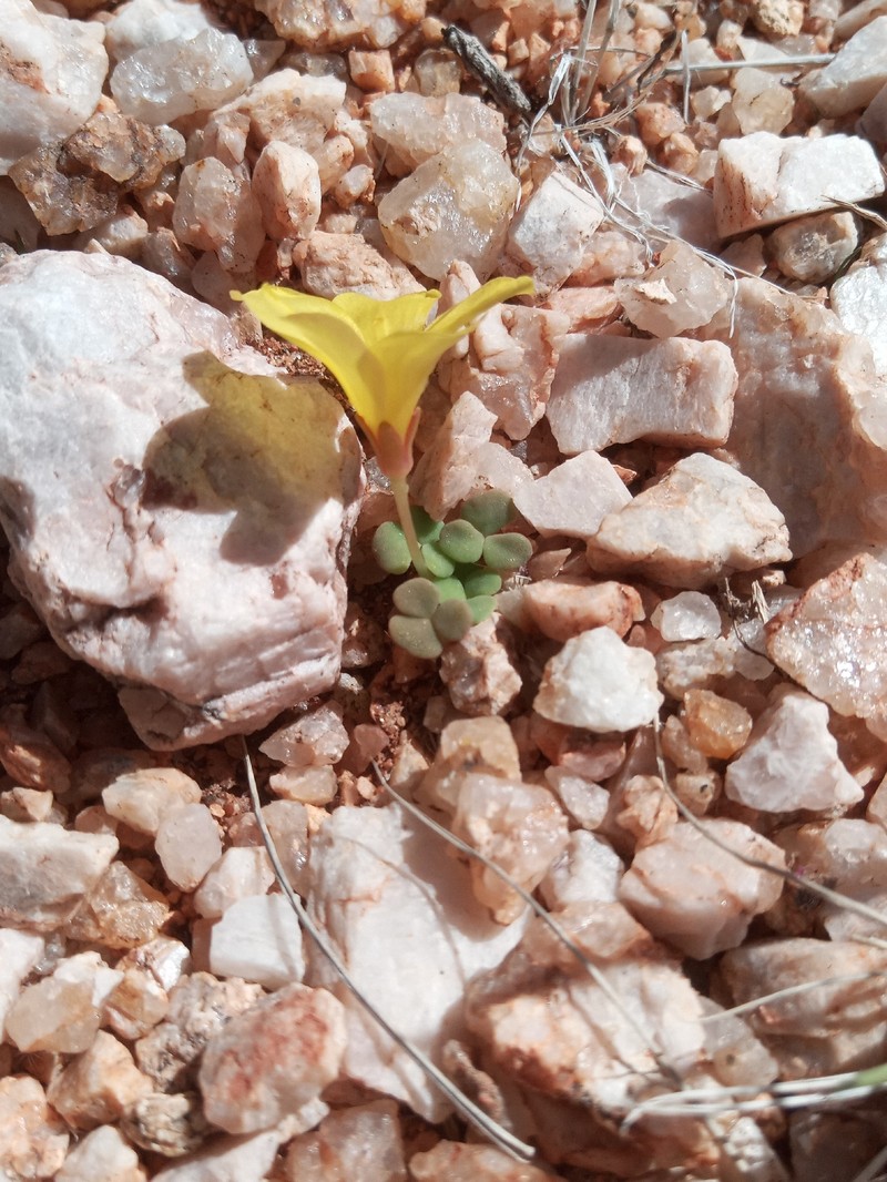 Oxalis pulchella var. beneprotecta