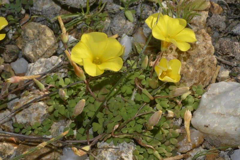 Oxalis pulchella var. beneprotecta photo 3