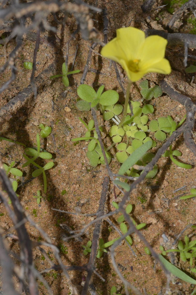 Oxalis pulchella var. beneprotecta photo 4