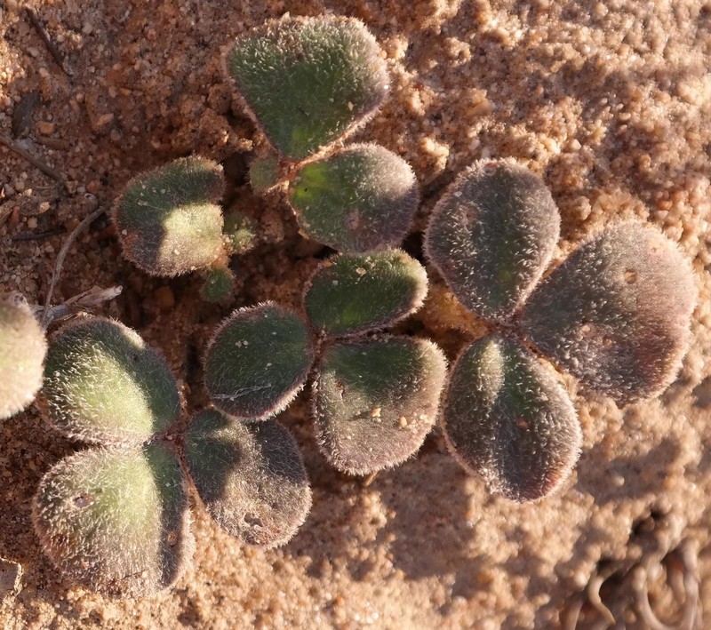 Oxalis pulchella var. glauca