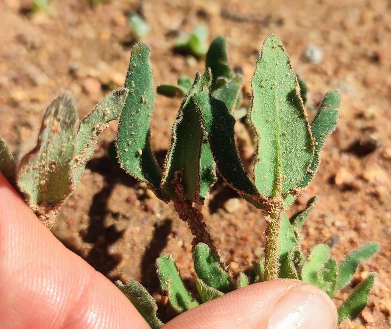 Oxalis pulchella var. leucotricha