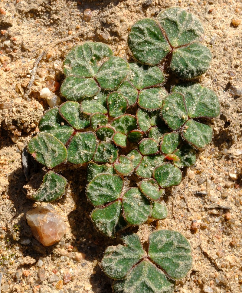 Oxalis pulchella var. pulchella