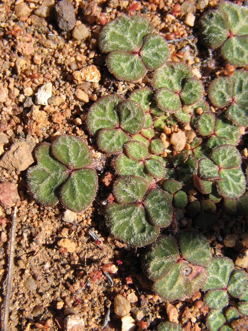 Oxalis pulchella var. pulchella photo 2