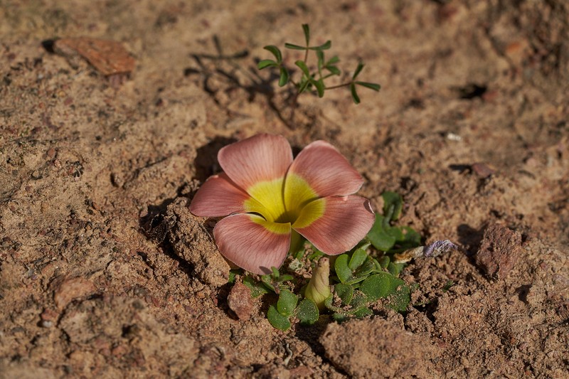 Oxalis pulchella var. tomentosa