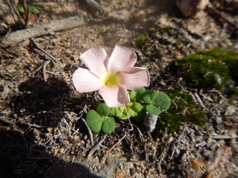 Oxalis pulchella var. tomentosa photo 2