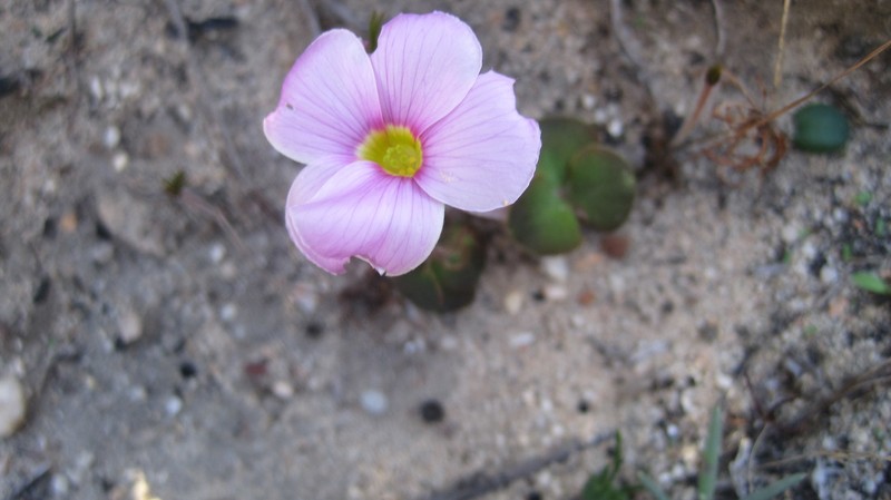 Oxalis pulchella var. tomentosa photo 3