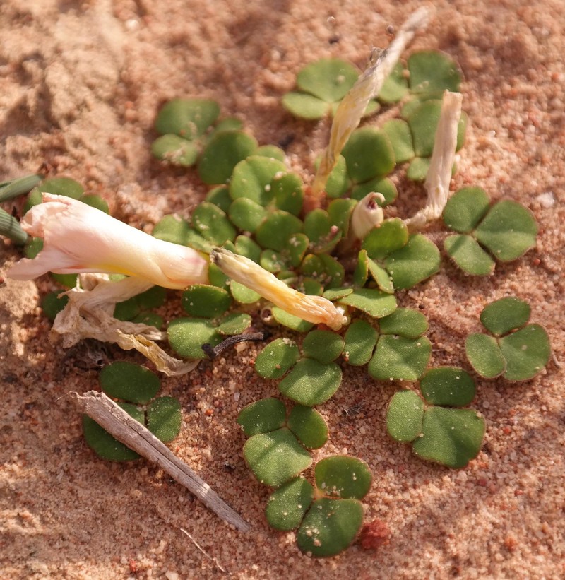 Oxalis pulchella var. tomentosa photo 4