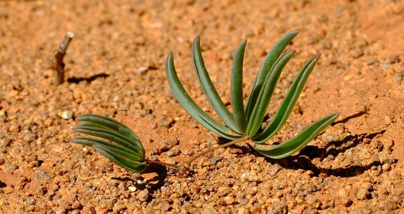 Oxalis pulvinata