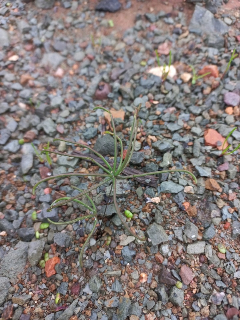 Oxalis pulvinata photo 2