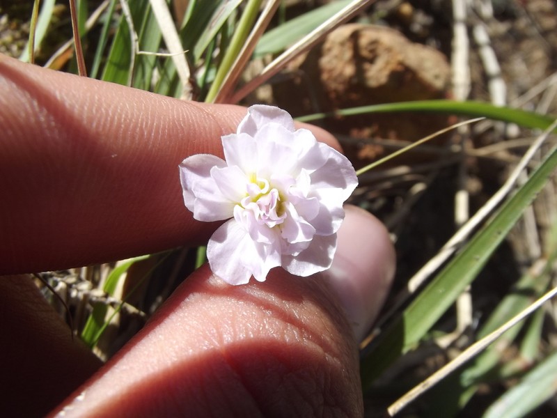 Oxalis punctata