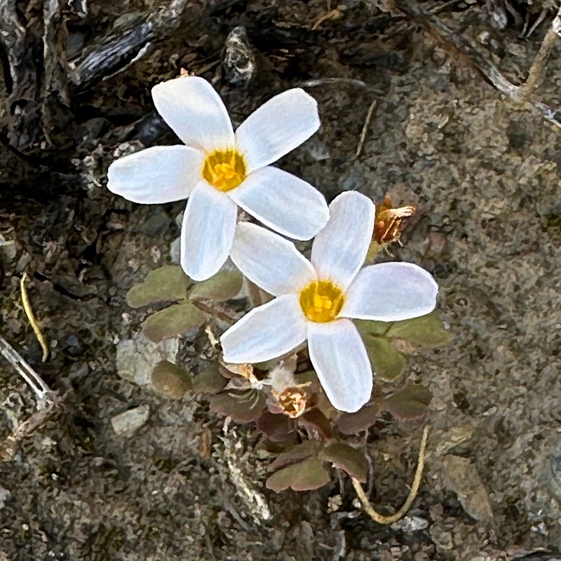 Oxalis punctata photo 2