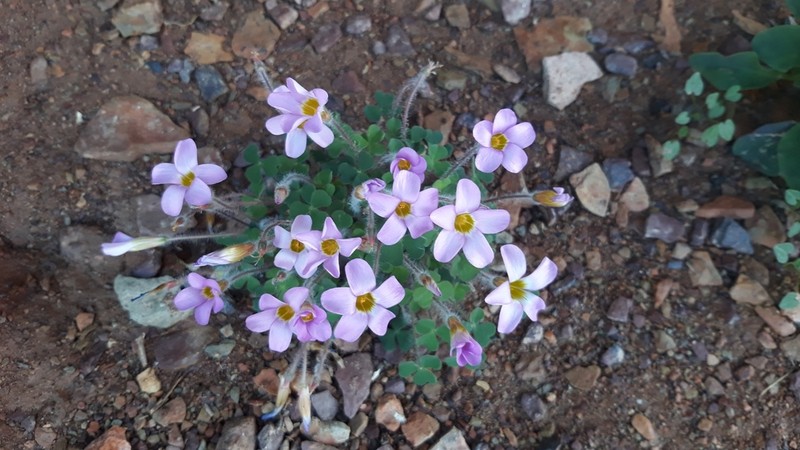 Oxalis punctata photo 3
