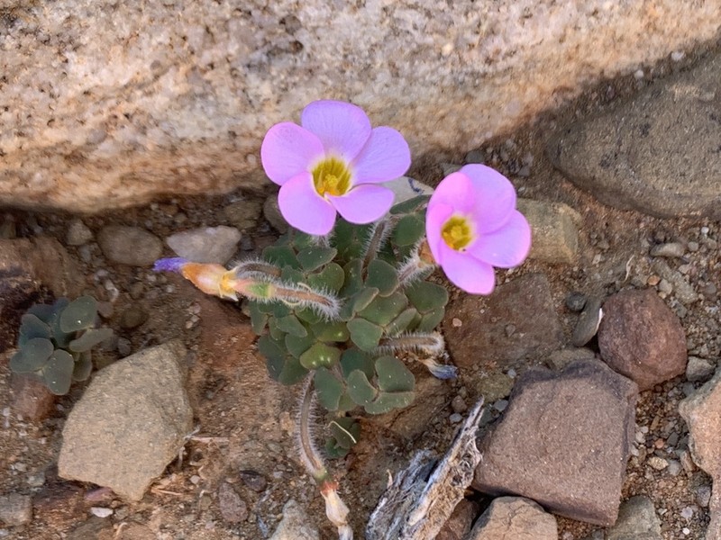 Oxalis punctata photo 4