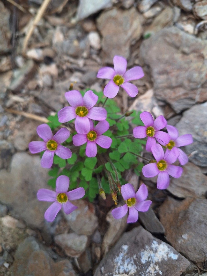 Oxalis punctata photo 5