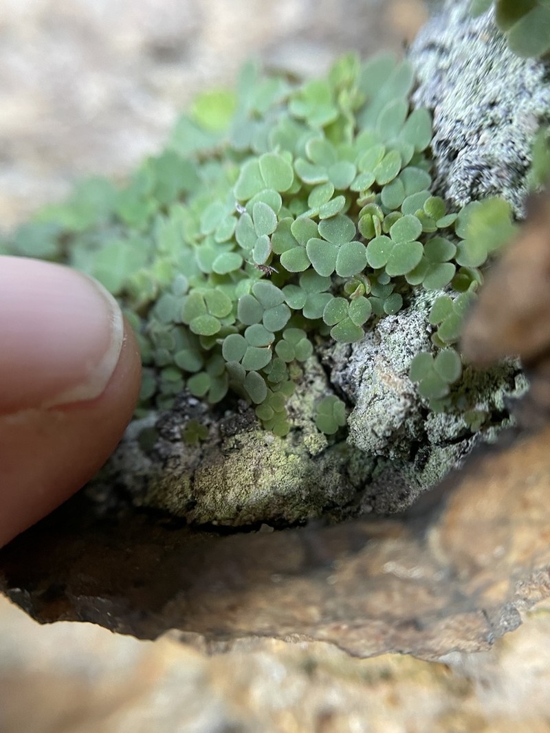 Oxalis punctata photo 6