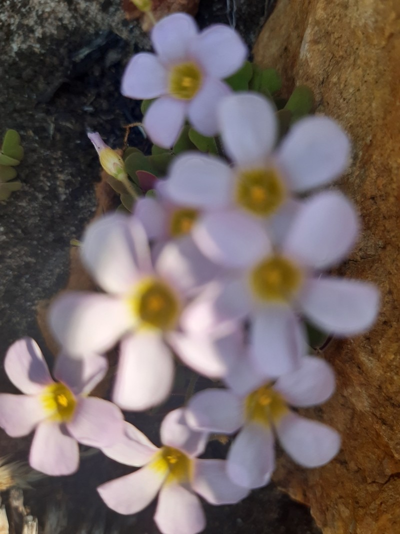 Oxalis punctata photo 7