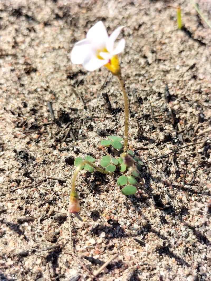 Oxalis punctata photo 8