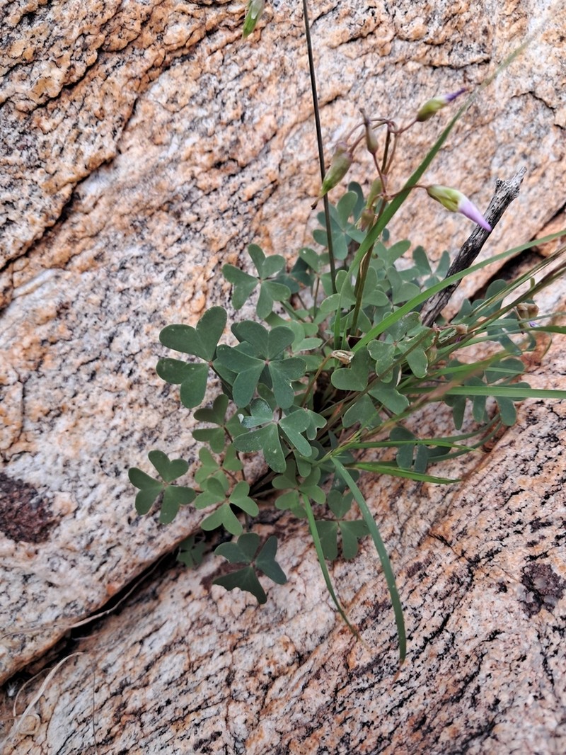 Oxalis purpurascens