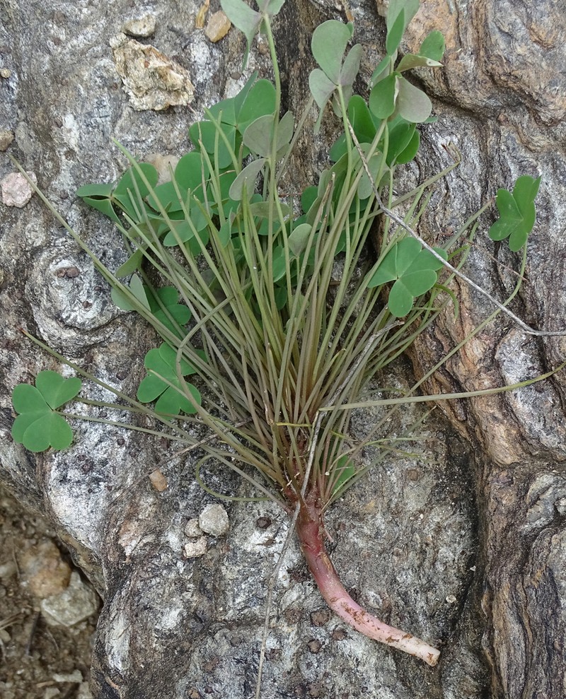 Oxalis purpurascens photo 2