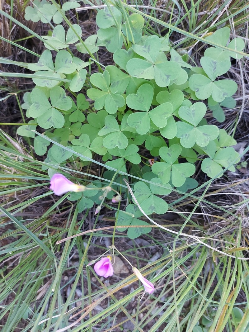 Oxalis purpurascens photo 3