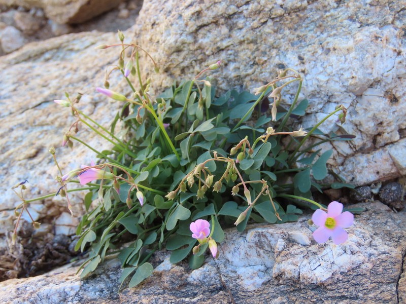 Oxalis purpurascens photo 4