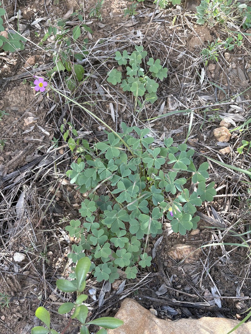 Oxalis purpurascens photo 5