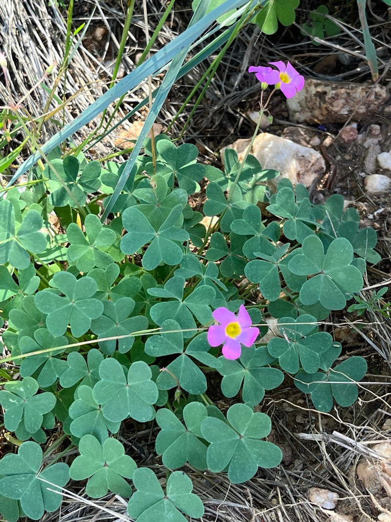 Oxalis purpurascens photo 6