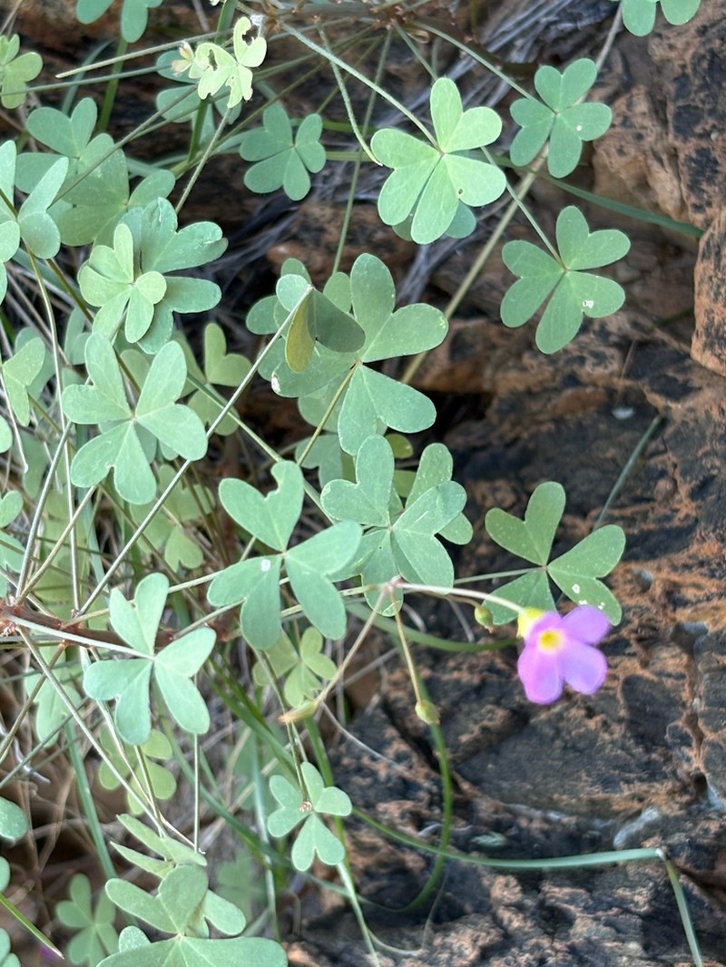 Oxalis purpurascens photo 7