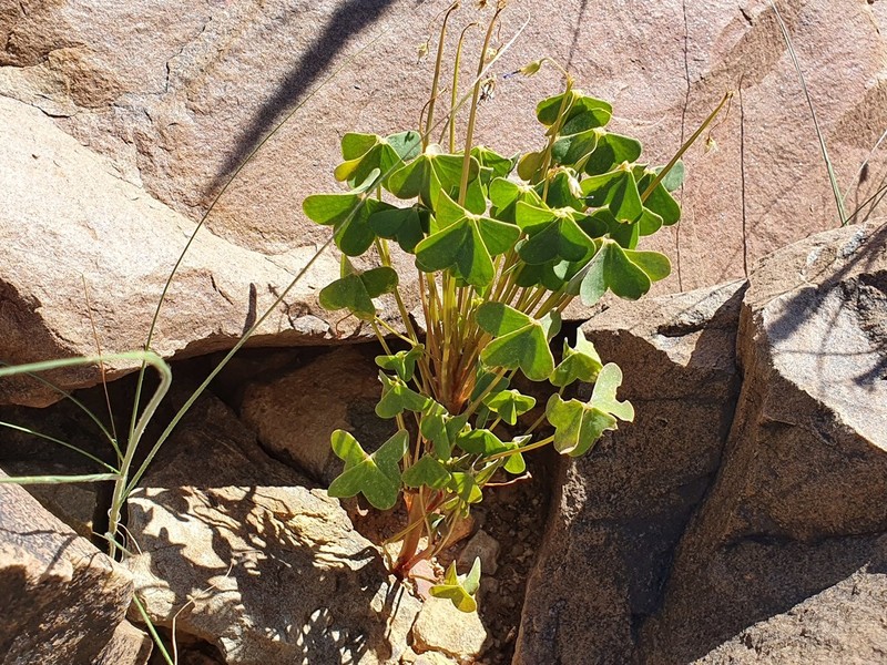 Oxalis purpurascens photo 8