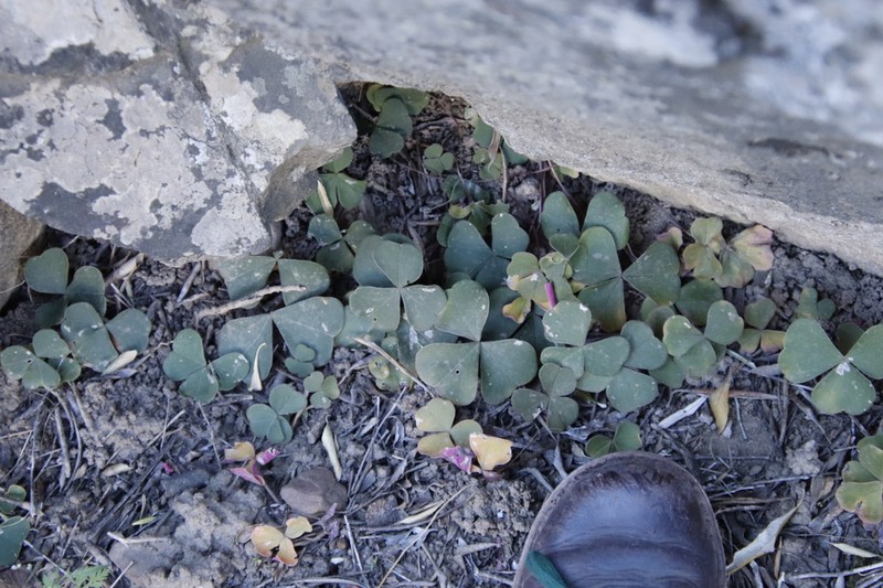 Oxalis purpurata