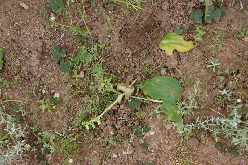 Oxalis purpurata photo 2