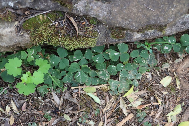 Oxalis purpurata photo 3