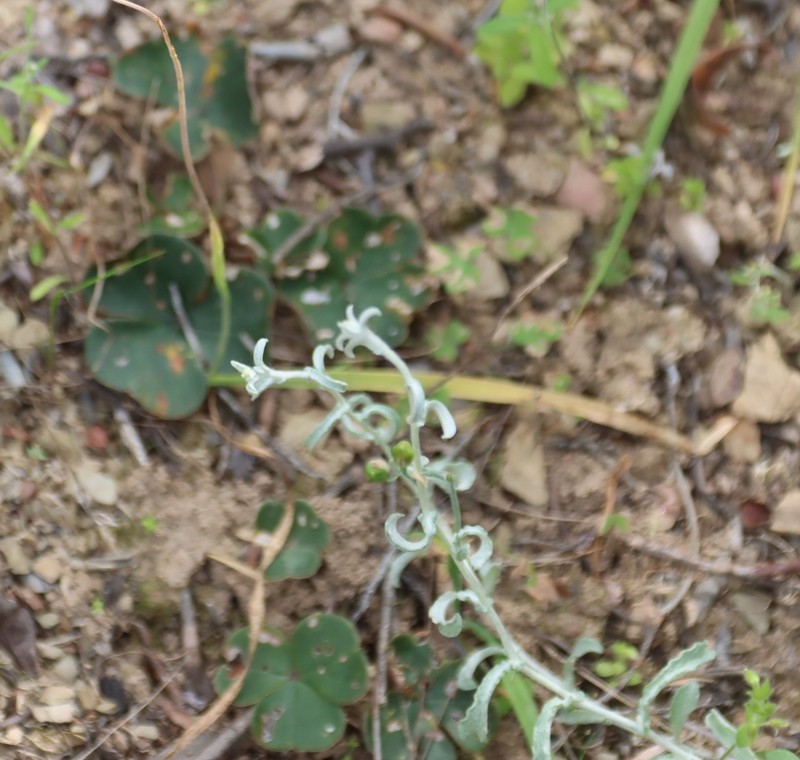 Oxalis purpurata photo 5